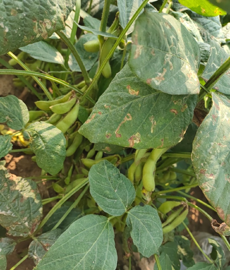 奎鲜5号毛豆种子早熟大粒甜糯毛豆非转基因种子高产大田用种