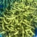 苏奎1号毛豆种子大荚四季青黄豆鲜食早熟高产易种菜毛豆蔬菜