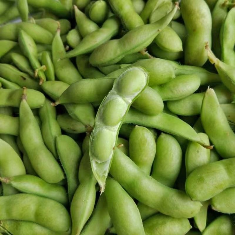 苏奎1号毛豆种子大荚四季青黄豆鲜食早熟高产易种菜毛豆蔬菜