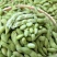 苏奎1号毛豆种子大荚四季青黄豆鲜食早熟高产易种菜毛豆蔬菜