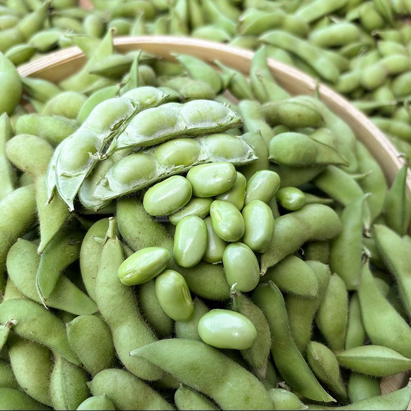 苏奎1号毛豆种子大荚四季青黄豆鲜食早熟高产易种菜毛豆蔬菜