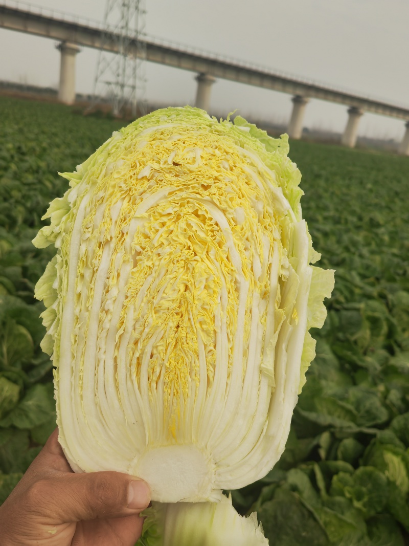 湖北产地黄心大白菜，承接各大市场商超配送中心全国发货