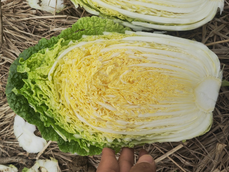 湖北产地黄心大白菜，承接各大市场商超配送中心全国发货