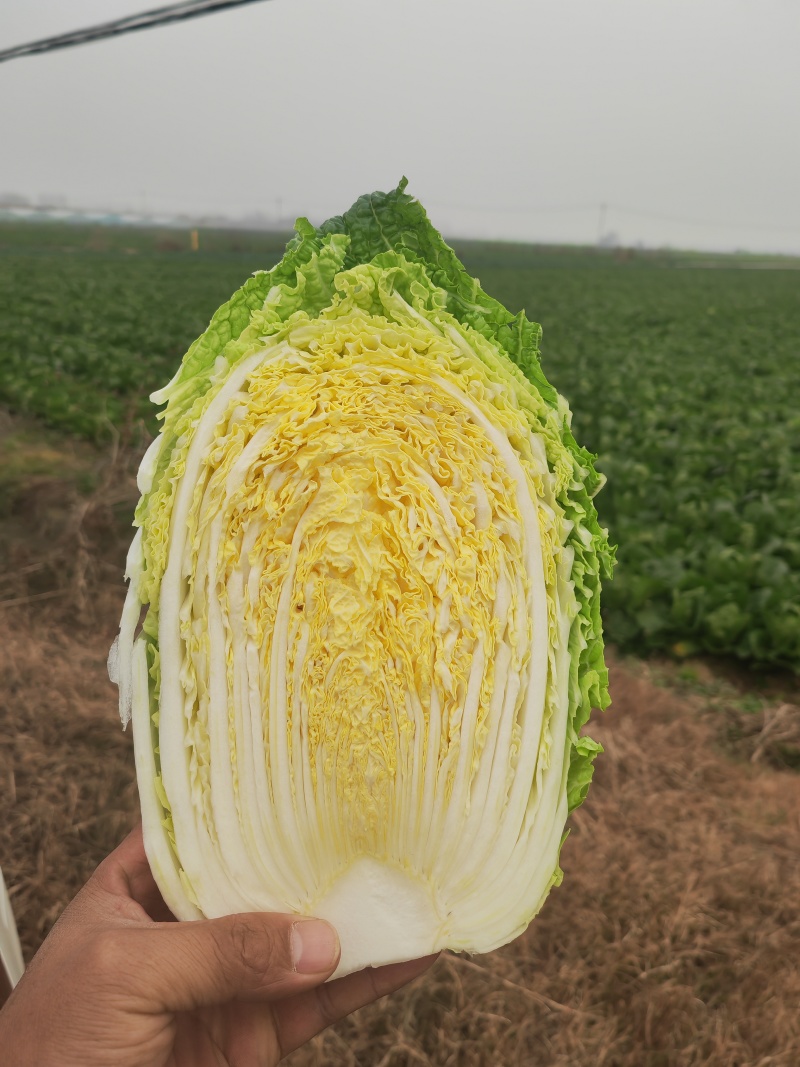 湖北产地黄心大白菜，承接各大市场商超配送中心全国发货