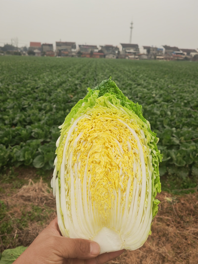 湖北产地黄心大白菜，承接各大市场商超配送中心全国发货