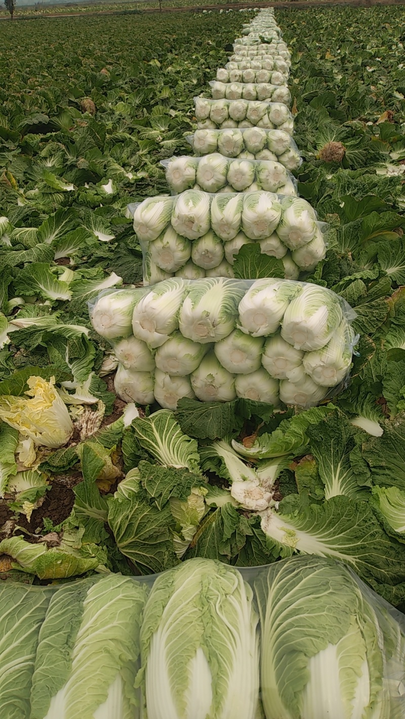 湖北产地黄心大白菜，承接各大市场商超配送中心全国发货