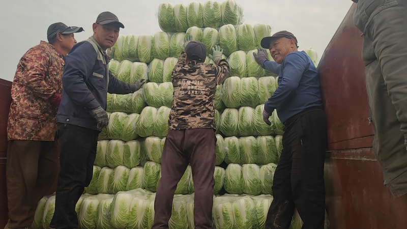 湖北产地黄心大白菜，承接各大市场商超配送中心全国发货