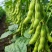 汇蔬沪宁95一1毛豆种子高产早熟菜用绿宝石大豆黄豆蔬菜种