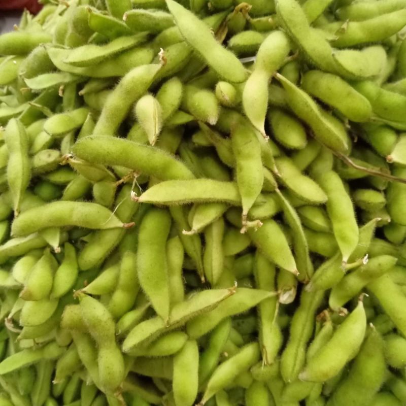 汇蔬沪宁95一1毛豆种子高产早熟菜用绿宝石大豆黄豆蔬菜种