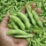 汇蔬沪宁95一1毛豆种子高产早熟菜用绿宝石大豆黄豆蔬菜种