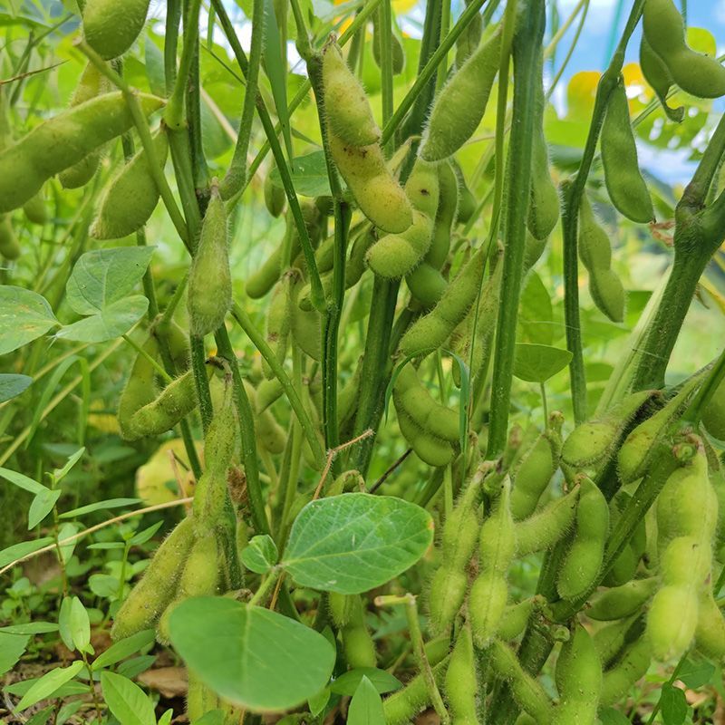 汇蔬沪宁95一1毛豆种子高产早熟菜用绿宝石大豆黄豆蔬菜种