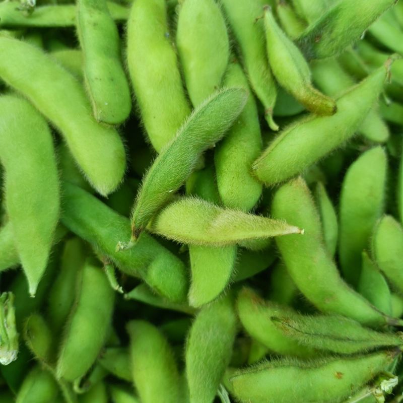 汇蔬沪宁95一1毛豆种子高产早熟菜用绿宝石大豆黄豆蔬菜种
