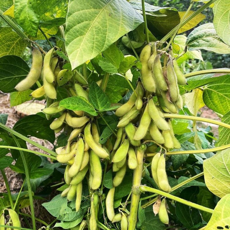 汇蔬沪宁95一1毛豆种子高产早熟菜用绿宝石大豆黄豆蔬菜种