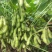 汇蔬沪宁95一1毛豆种子高产早熟菜用绿宝石大豆黄豆蔬菜种