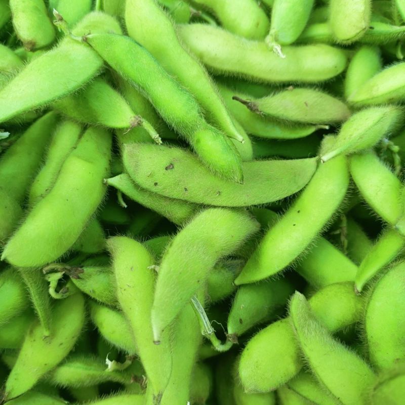汇蔬沪宁95一1毛豆种子高产早熟菜用绿宝石大豆黄豆蔬菜种
