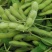 汇蔬沪宁95一1毛豆种子高产早熟菜用绿宝石大豆黄豆蔬菜种