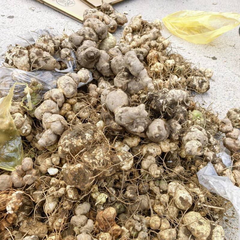云南野生黄精，百分百纯野生黄精产地货源一手价格