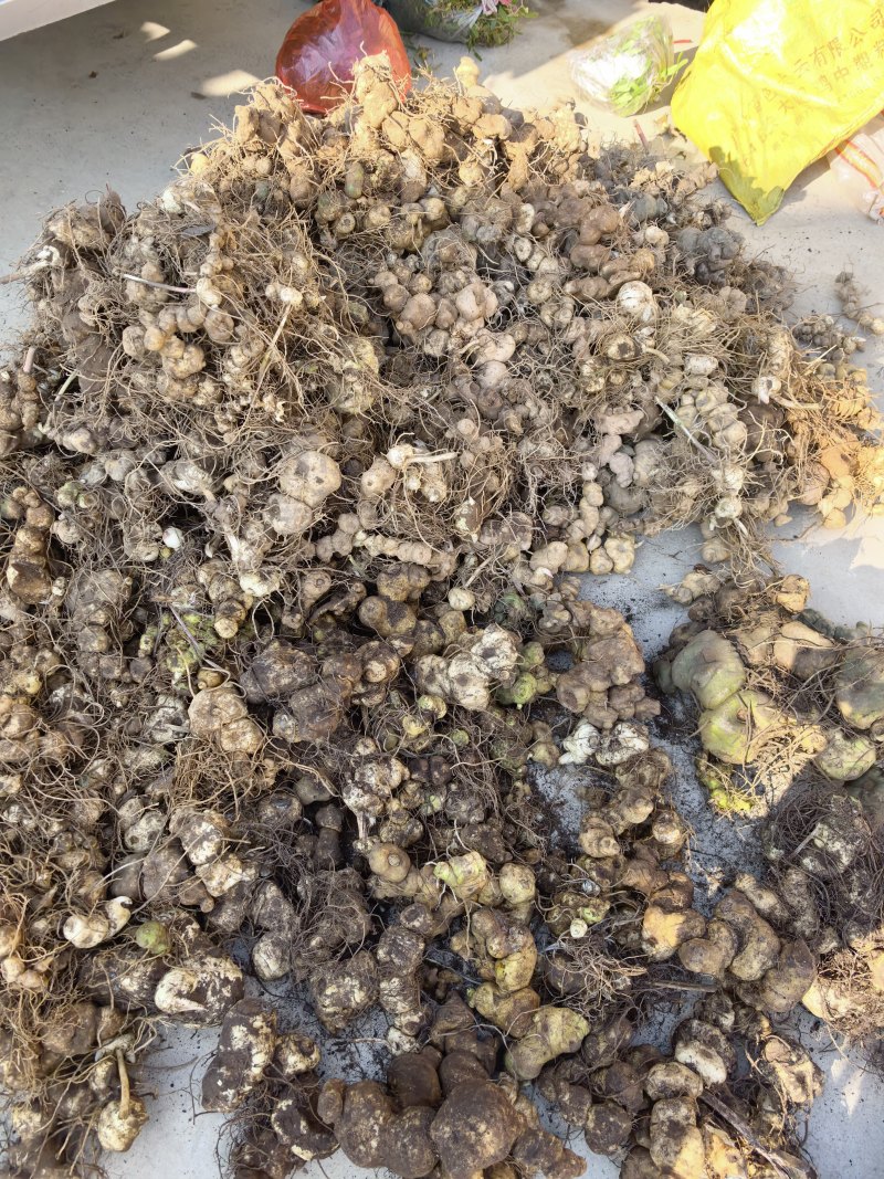 云南野生黄精，百分百纯野生黄精产地货源一手价格