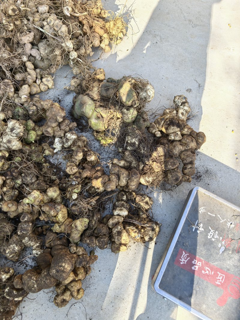 云南野生黄精，百分百纯野生黄精产地货源一手价格