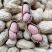 开农301花生种子耐重茬抗病高产活杆成熟油食型花生
