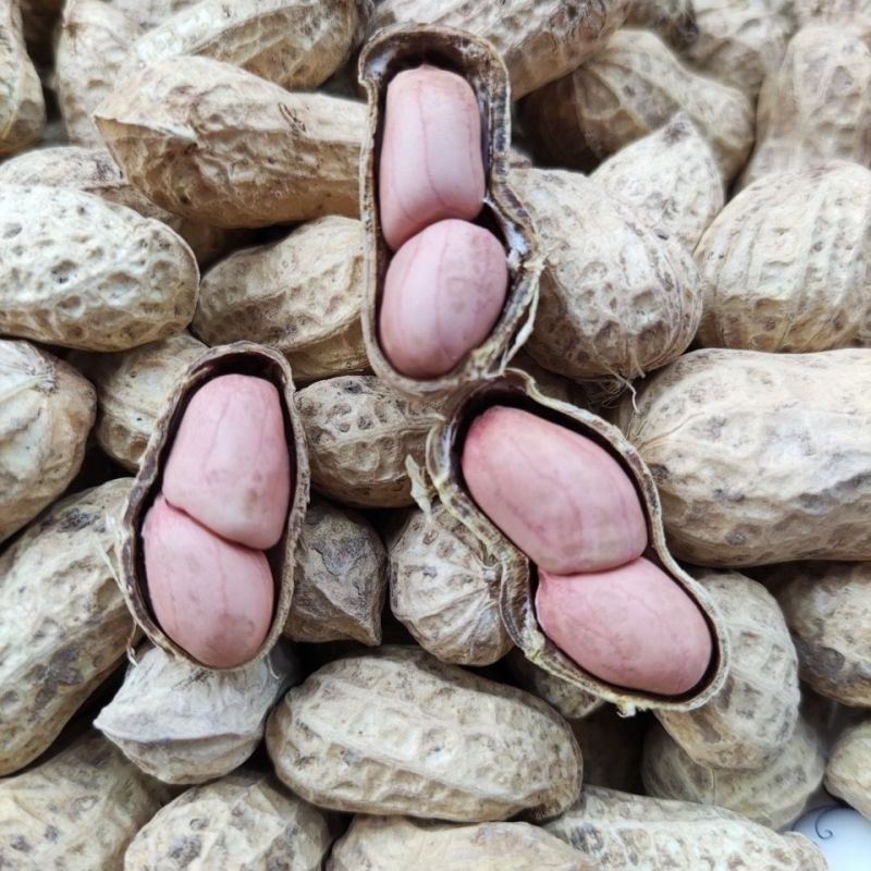 开农301花生种子耐重茬抗病高产活杆成熟油食型花生