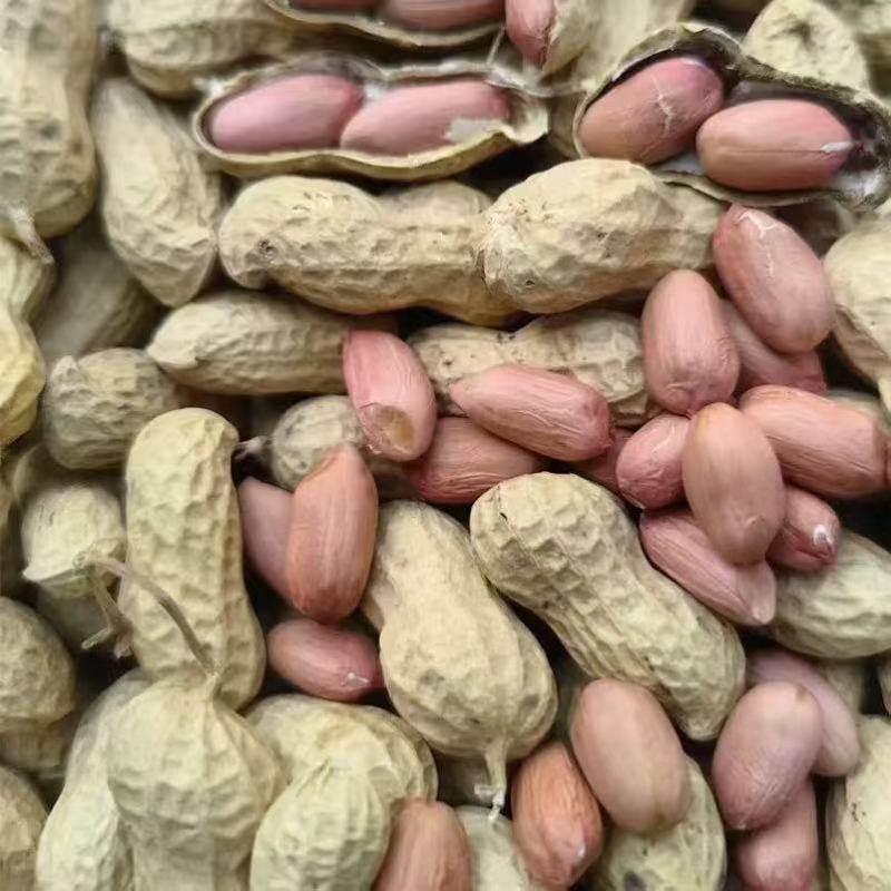 开农301花生种子耐重茬抗病高产活杆成熟油食型花生