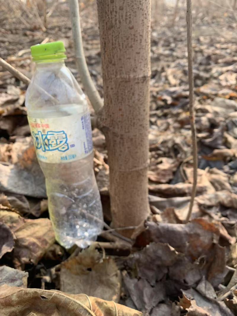 桑椹树