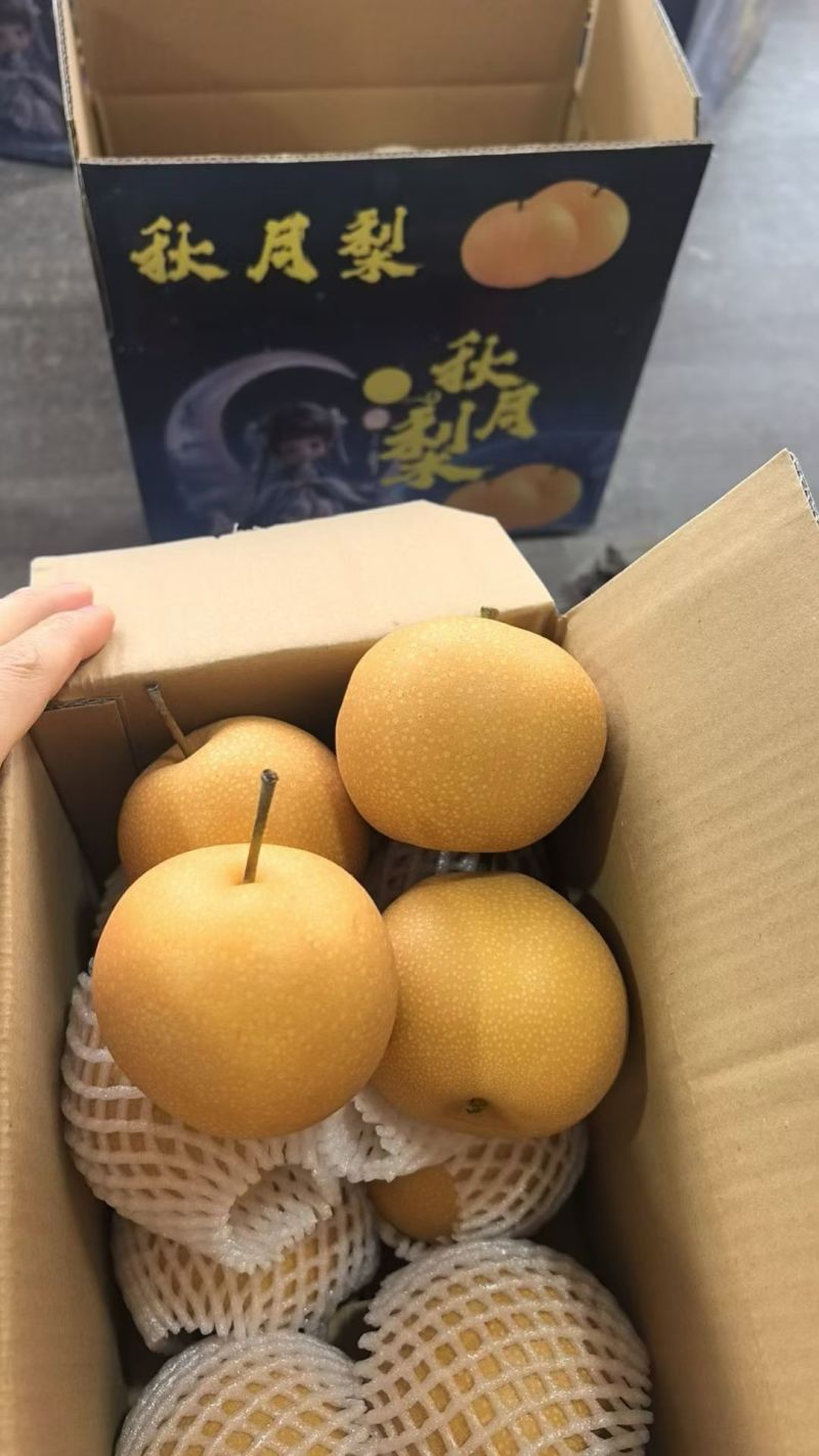 山东二菜阳秋月梨，口感脆甜汁多无渣