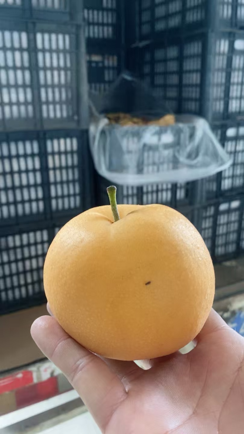 山东二菜阳秋月梨，口感脆甜汁多无渣