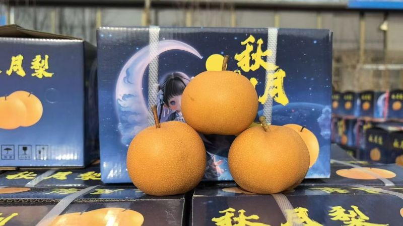 山东二菜阳秋月梨，口感脆甜汁多无渣