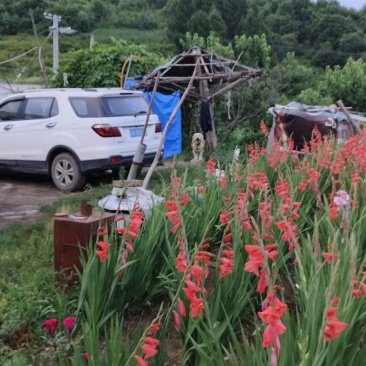 东北剑兰花种球