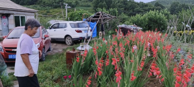 东北剑兰花种球