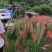 东北剑兰花种球