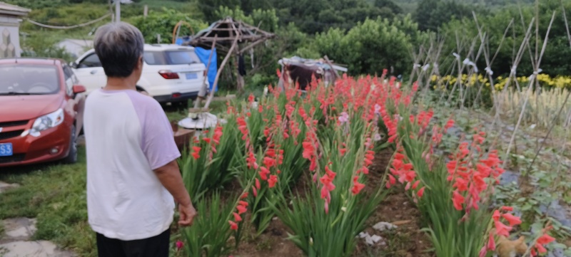 东北剑兰花种球