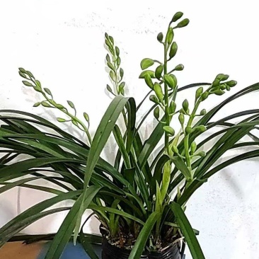 香兰