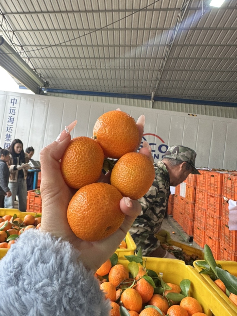『畅销』正宗广西砂糖橘基地直发对接商超电商团购出口等