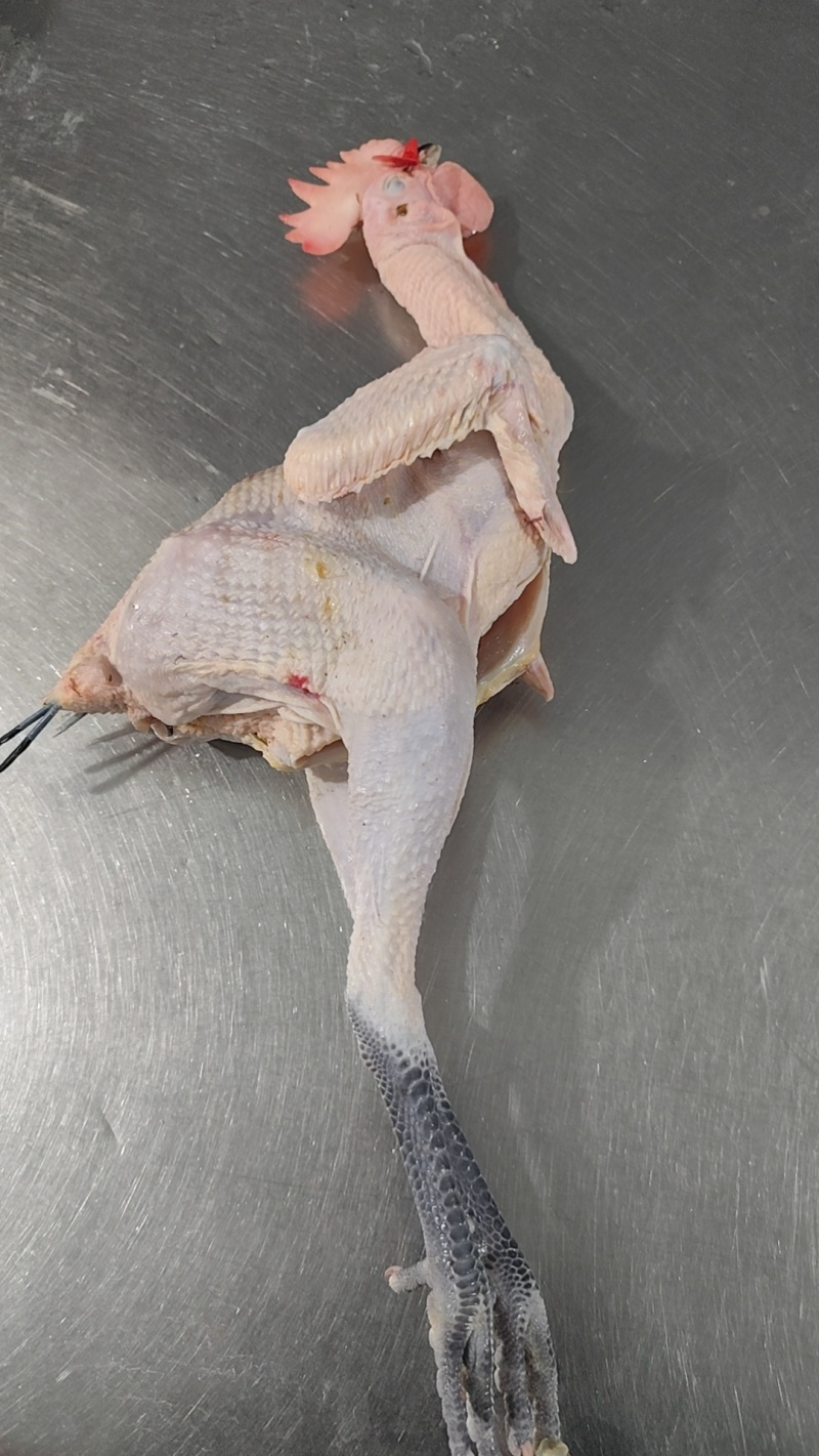 浙江肉类食品白条鸡/诚信经营/量大价优可谈/欢迎下单