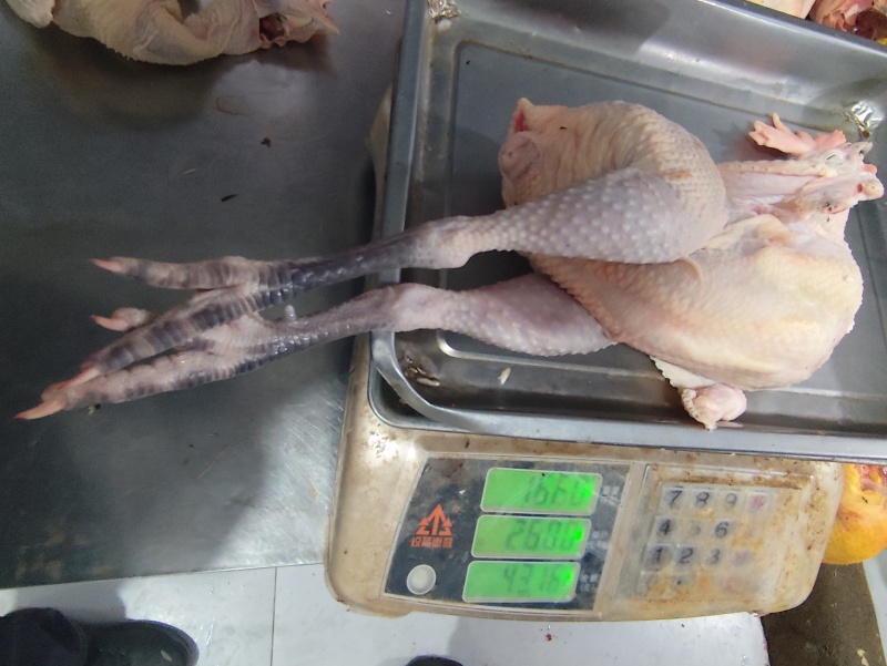 浙江肉类食品白条鸡/诚信经营/量大价优可谈/欢迎下单
