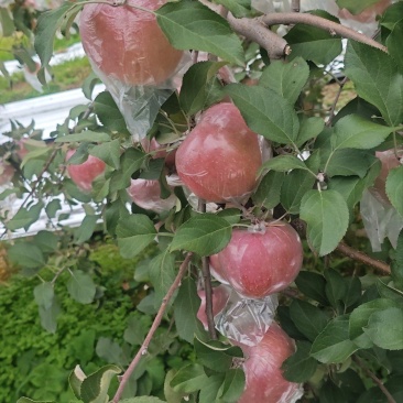 陕西高原膜袋红富士次果