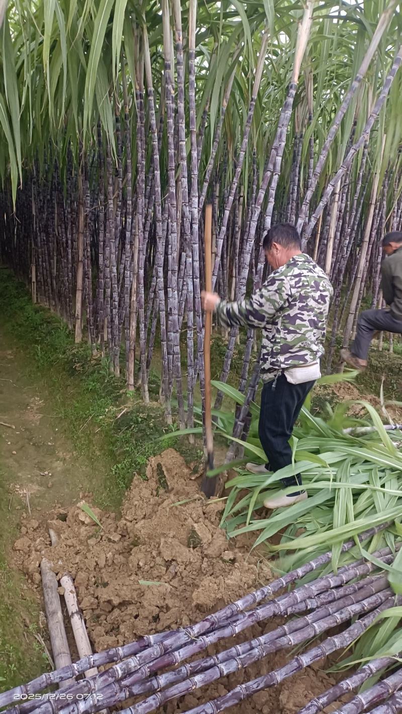 广西博白黑皮甘蔗/脆甜多汁/一手货源/量大从优/