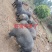 原生态散养跑山黑猪