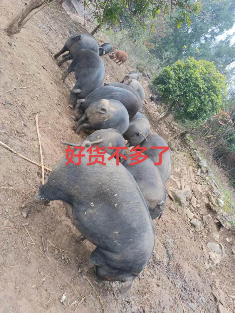 原生态散养跑山黑猪