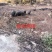 原生态散养跑山黑猪
