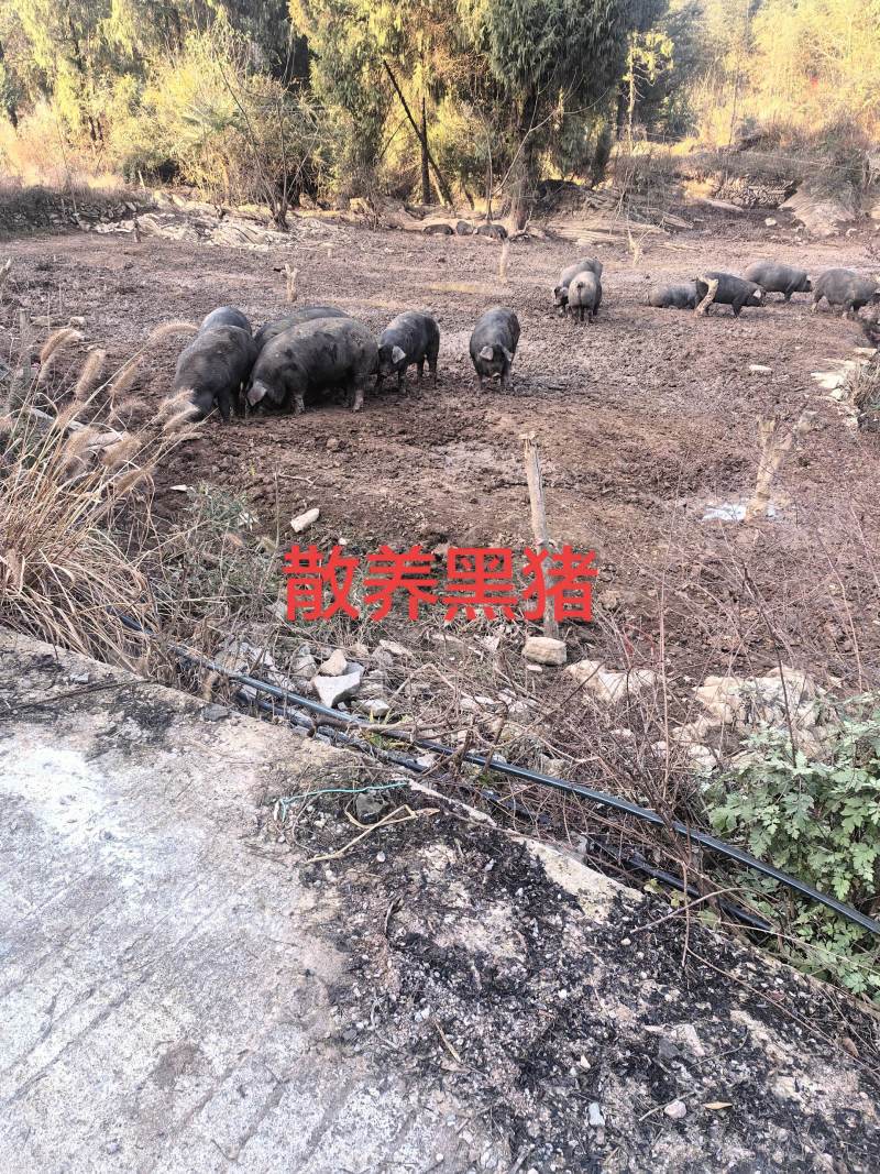 原生态散养跑山黑猪