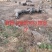 原生态散养跑山黑猪