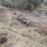 原生态散养跑山黑猪