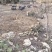 原生态散养跑山黑猪