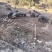 原生态散养跑山黑猪