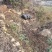 原生态散养跑山黑猪