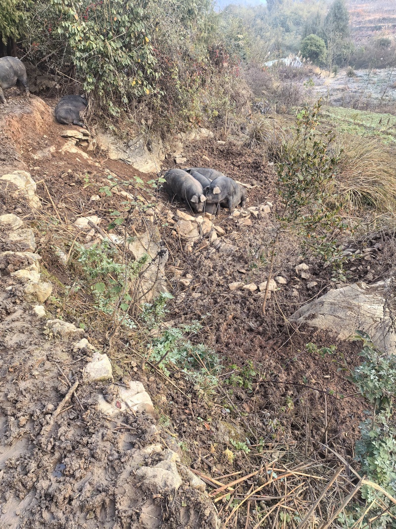 原生态散养跑山黑猪